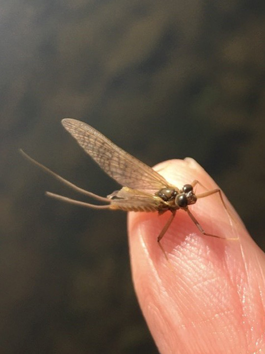 Autumn Dun - DG from Hereford